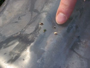 Loch im Luftsack mit Übeltätern (Steinchen, nicht Finger)